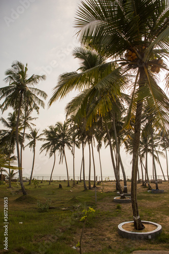 day shot of tall palm trees with large green leaves, branches and coconuts growing on an empty wild beach on a blue sky background. Sri Lanka island