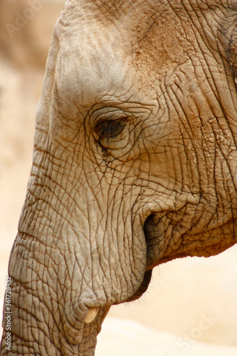 
Elephante staring at a point. Head. Very smart animal