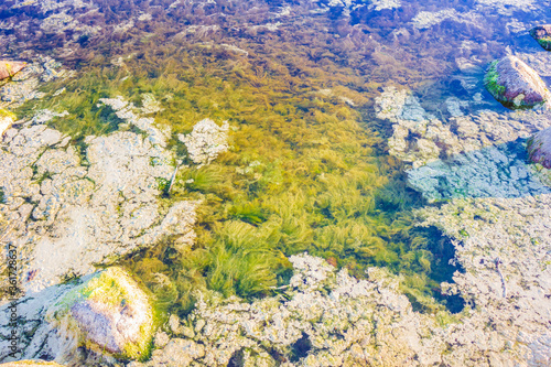 colored green algae in the water on the coast flora