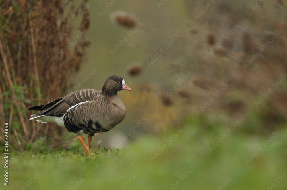 Lesser white fronted goose walk.