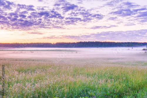 meadow field in fog at dawn landscape calm morning freshness