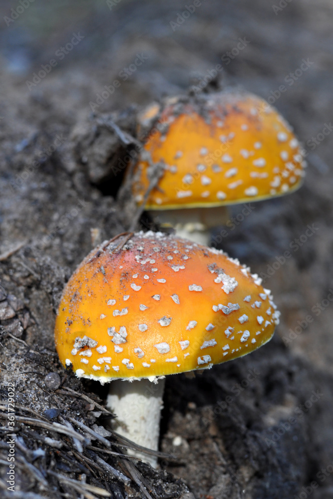 two orange, spotted toadstools grew up in the forest. photo vertical, selective focus. two orange, spotted toadstools grew up in the forest. photo vertical, selective focus.