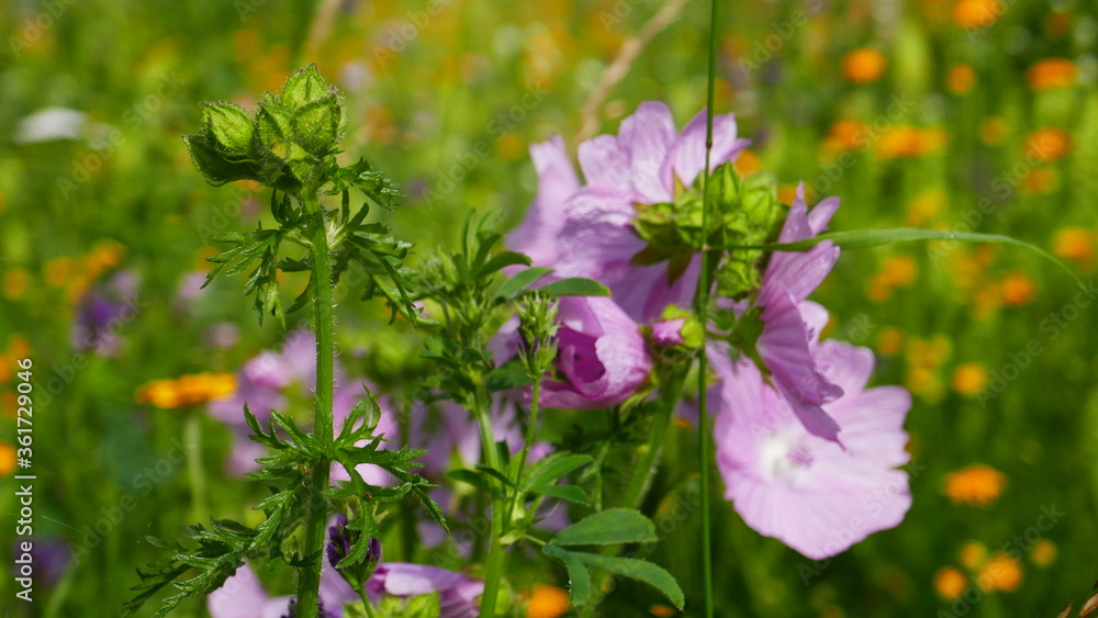 Blumenwiese Blumenwiese
