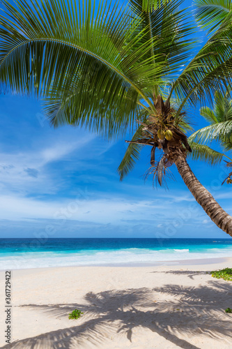 Fototapeta Naklejka Na Ścianę i Meble -  Beautiful beach with coco palms and turquoise sea in Jamaica island.