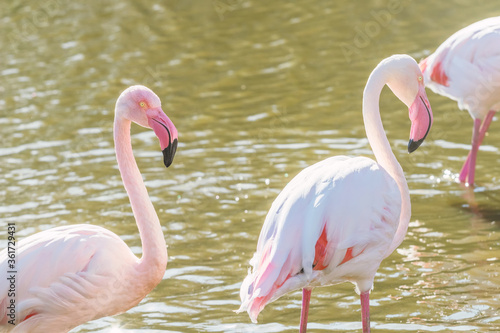 Two pink flamingos walking in the water  in natural environment