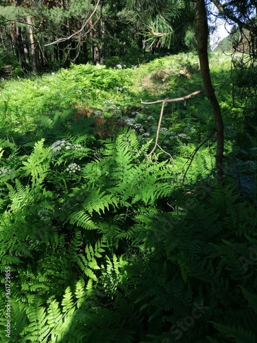 Fern in a summer forest