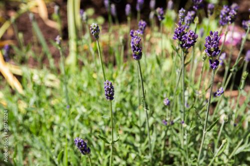 Close-up of lavender as garden plant in summer