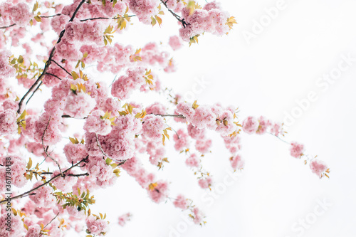 Abstract cherry blossom. Soft focus, background