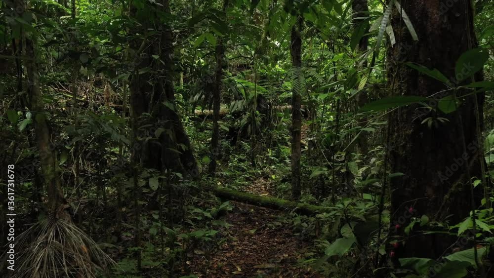 Moving through a tropical rainforest full of branches, insects, green colors and large trees
Moving through a tropical rainforest full of branches, insects, green colors and large trees