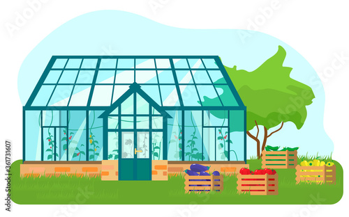Vector illustration of greenhouse with different plants inside in flat style. Glass house with tomatoes and cucumber plants. Wooden boxes with vegetables.