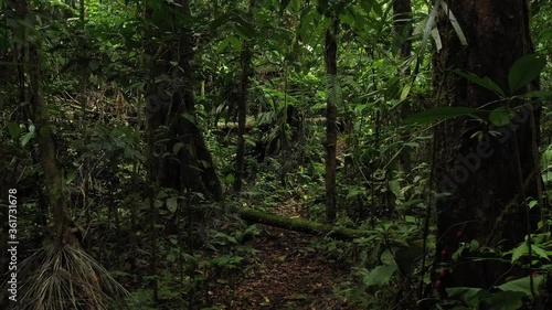 Moving through a tropical rainforest full of branches, insects, green colors and large trees
 photo