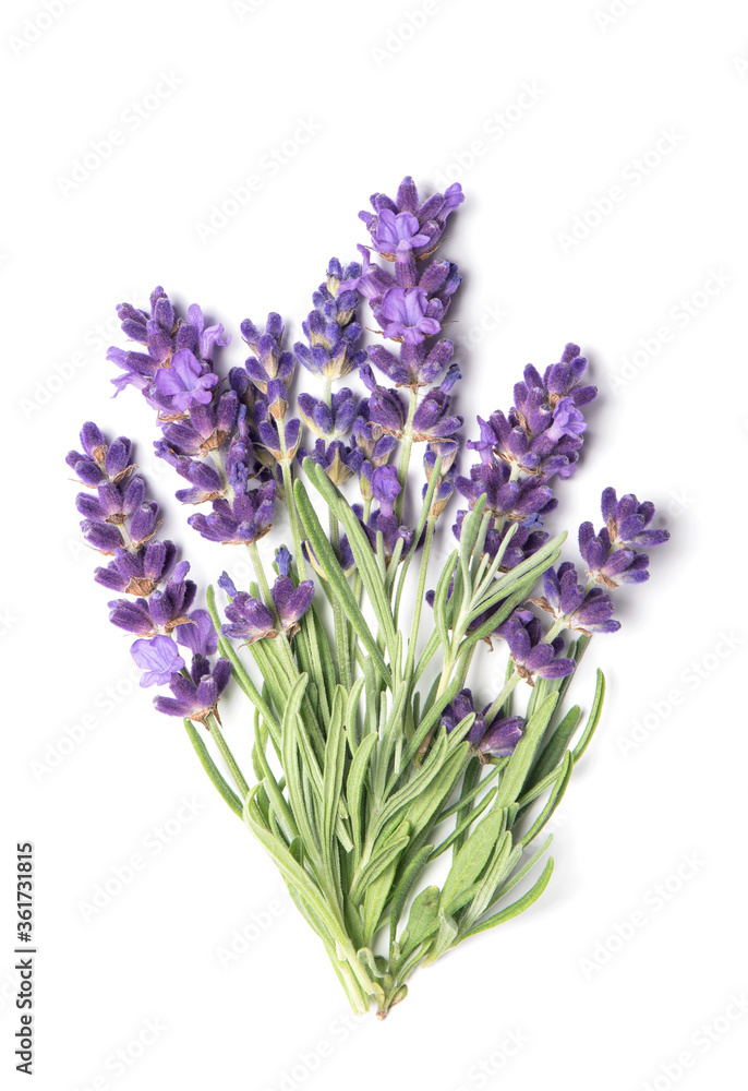 Naklejka premium Lavender flowers bouquet white background