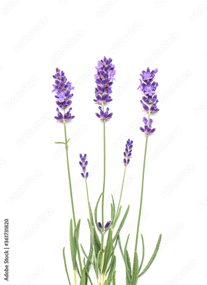 Lavender flowers leaves on white background Lavender flowers leaves on white background