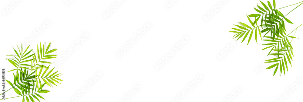 Green palm leaves isolated white background Floral banner Green palm leaves isolated white background Floral banner