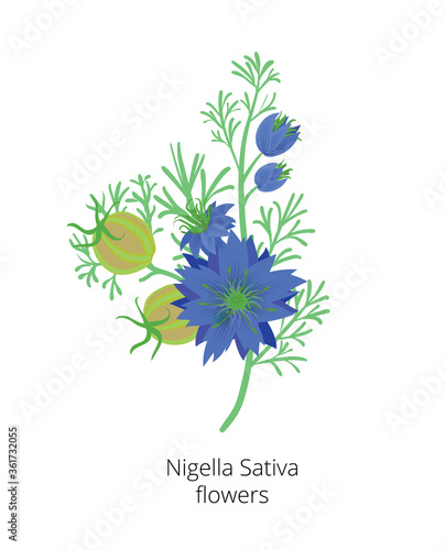 Nagella Sativa, or Black Cumin flowers isolated. Vector illustration.