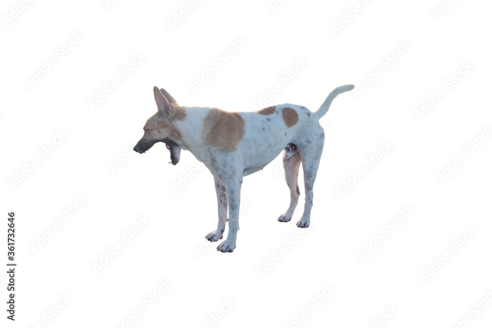 Dog or puppy isolated on white background with clipping path
