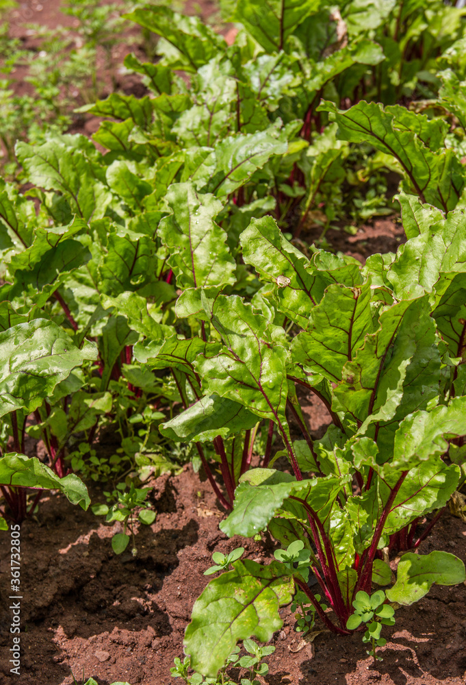 Beetroot growing in a garden Beetroot growing in a garden