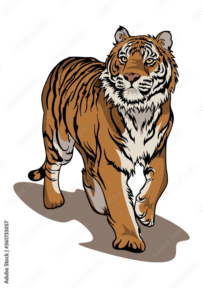 Bengal tiger walking illustration true color vector clip art with white
