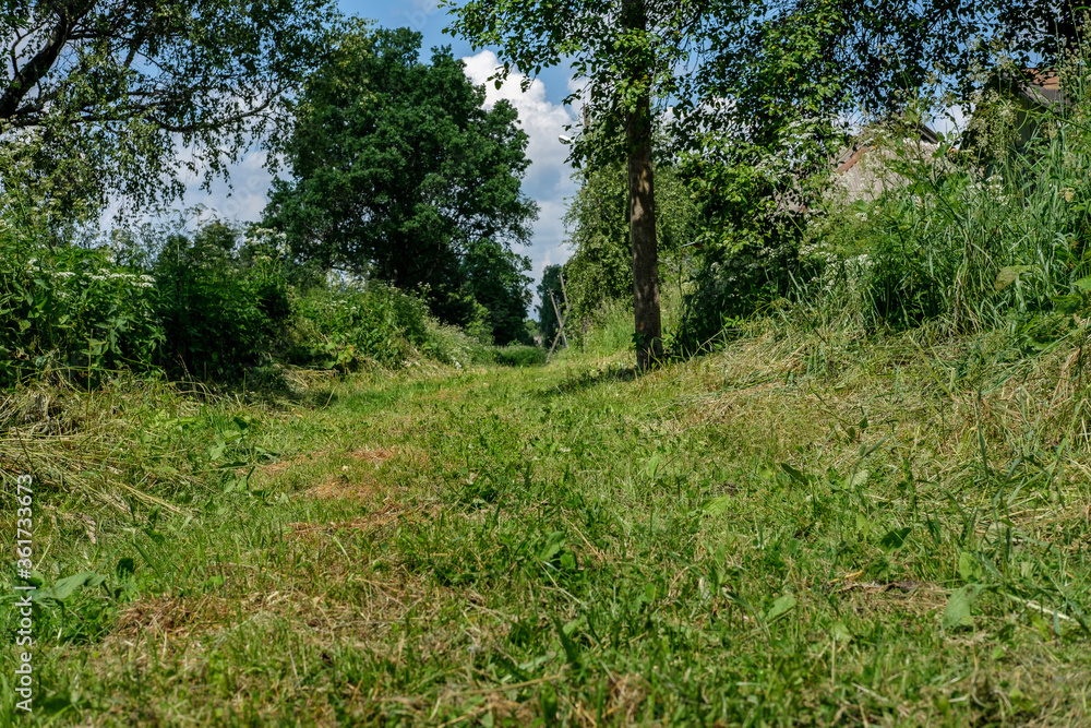 Village street, the former road, overgrown with grass and tall trees, against the sky with clouds. Village street, the former road, overgrown with grass and tall trees, against the sky with clouds.
