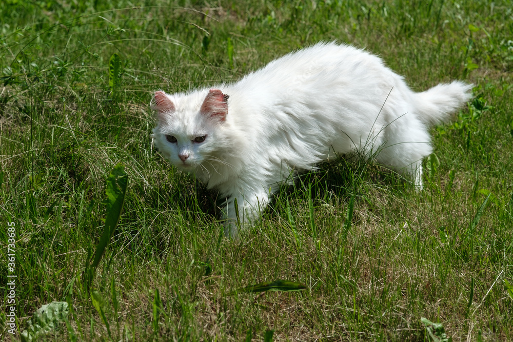 A white and fluffy cat sneaks (preys on mice) in the green and sometimes dried grass.