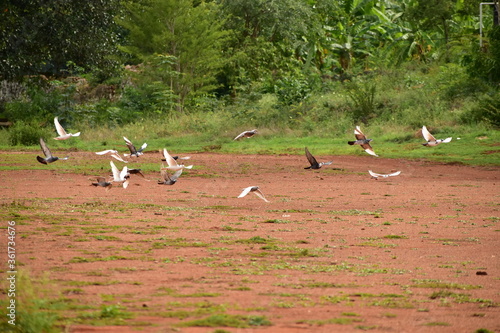 flock of dove