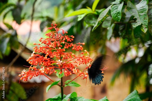 Closeup shot of a black butterfly on a red plant in Mount Gede, West Java, Indonesia photo