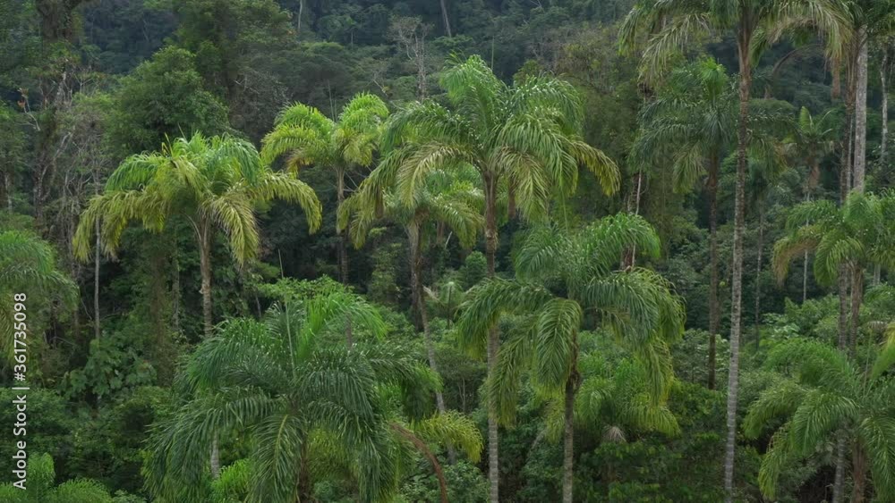 Areal view of a background from palm trees called chontaduro, Bactris gasipaes or peach palm going from left to right
Areal view of a background from palm trees called chontaduro, Bactris gasipaes or peach palm going from left to right