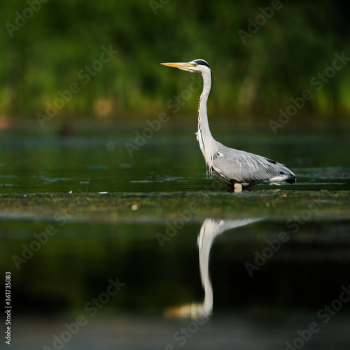 Grey Heron while hunting for fish in water. Her Latin name is Ardea cinerea.