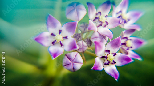 Calotropis also known as akda flower photo