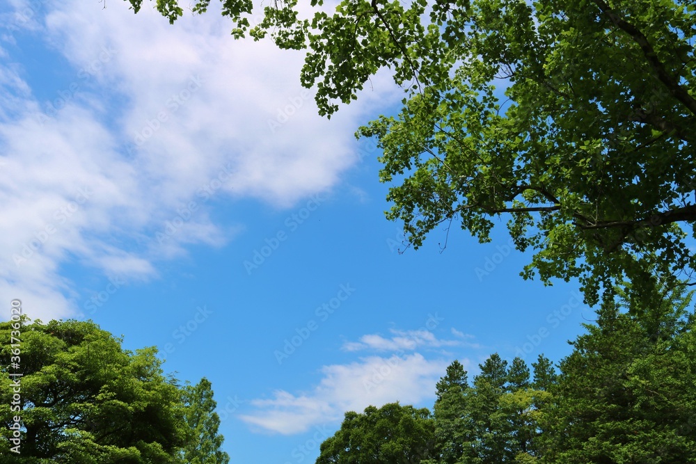 Obraz premium 青空 若葉 癒し 爽やか 風景 茨城