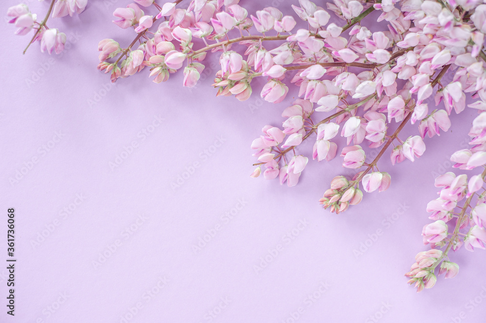 Pink lupins on a gently pink background. Copy Space. Pink lupins on a gently pink background. Copy Space.