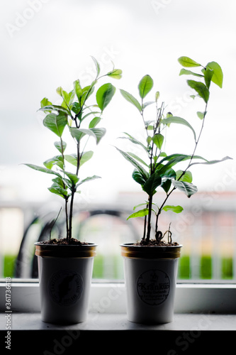 Two tea plants in pots on windowsill