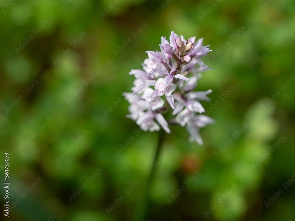 Orchis spotted - a medicinal plant of the orchid family Orchis spotted - a medicinal plant of the orchid family