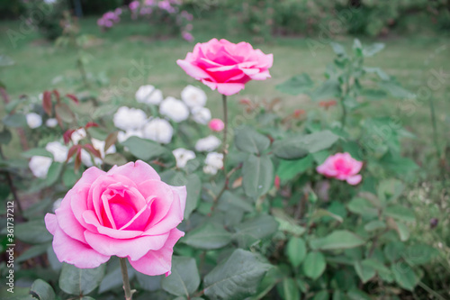 Wallpaper Mural Delicate rose in the garden gives joy and admiration Torontodigital.ca
