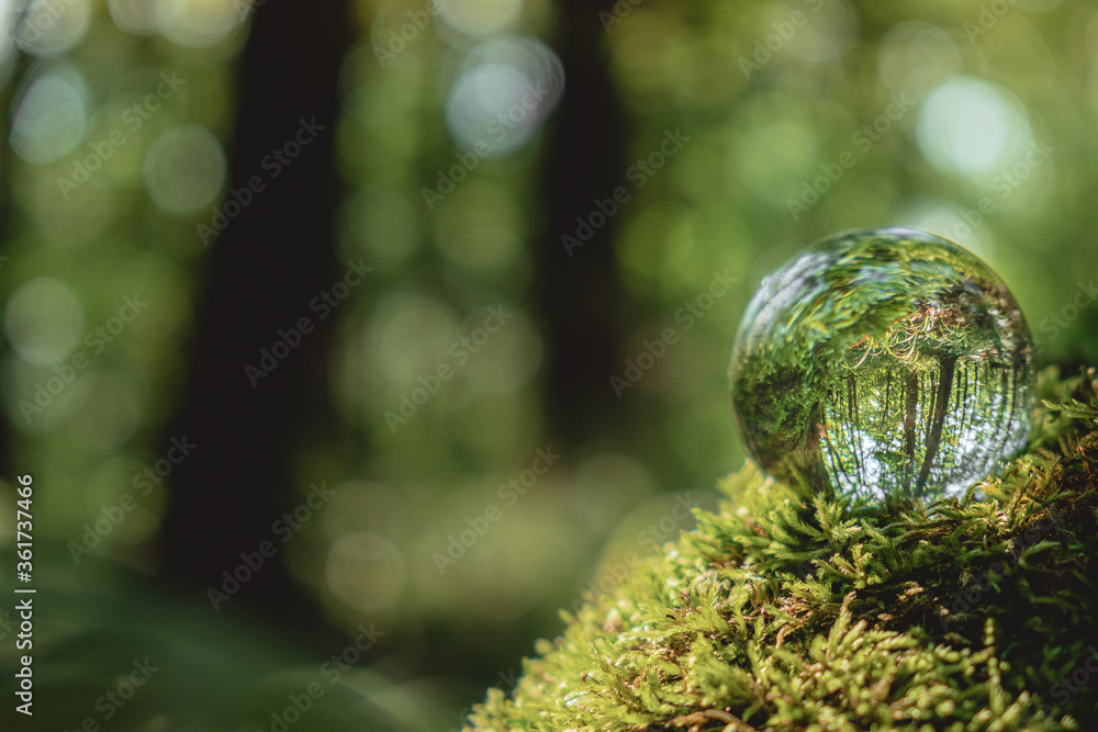 Environment concept, a crystal ball lies on a moss in the forest, reflection of the forest. concept and theme of nature, environmental protection. relaxation. glass material. Environment concept, a crystal ball lies on a moss in the forest, reflection of the forest. concept and theme of nature, environmental protection. relaxation. glass material.