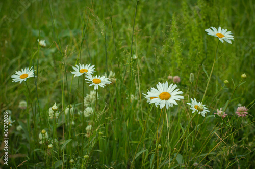 Blooming daisies on a background of green grass