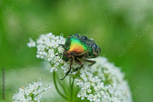one big green bug collect pollen on a white flower on nature in a summer park