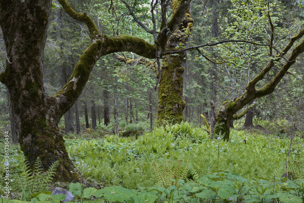 Fototapeta premium Urwald im oberen Gösstal / Oberkärnten / Österreich