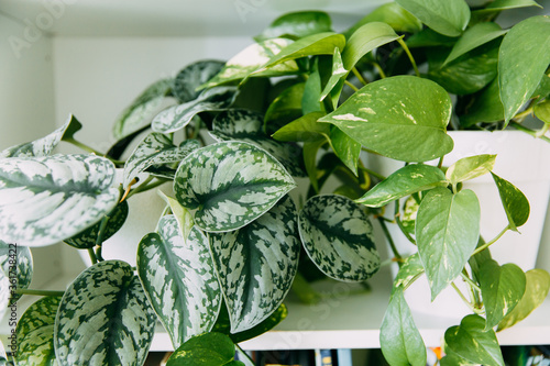  Lianas of epipremnum marble or Scindapsus painted on a white background, home plants