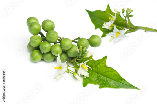 Solanum torvum isolated on white background. photo