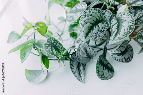  Lianas of epipremnum marble or Scindapsus painted on a white background, home plants photo