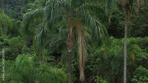 Aerial view showing a palm tree with a few bird nests in it and flying away to show the surrounding environment
 photo