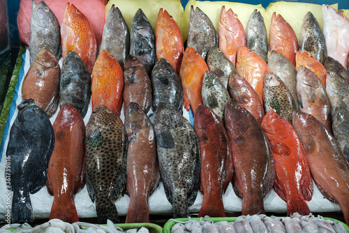 Parrotfish, the fish that can save coral reefs were sole in seaside market in Philippines. photo