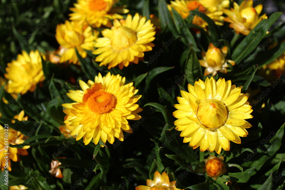Obraz premium Strohblumen