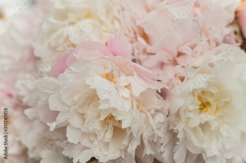Fototapeta Naklejka Na Ścianę i Meble -  close up of pink rose peones
