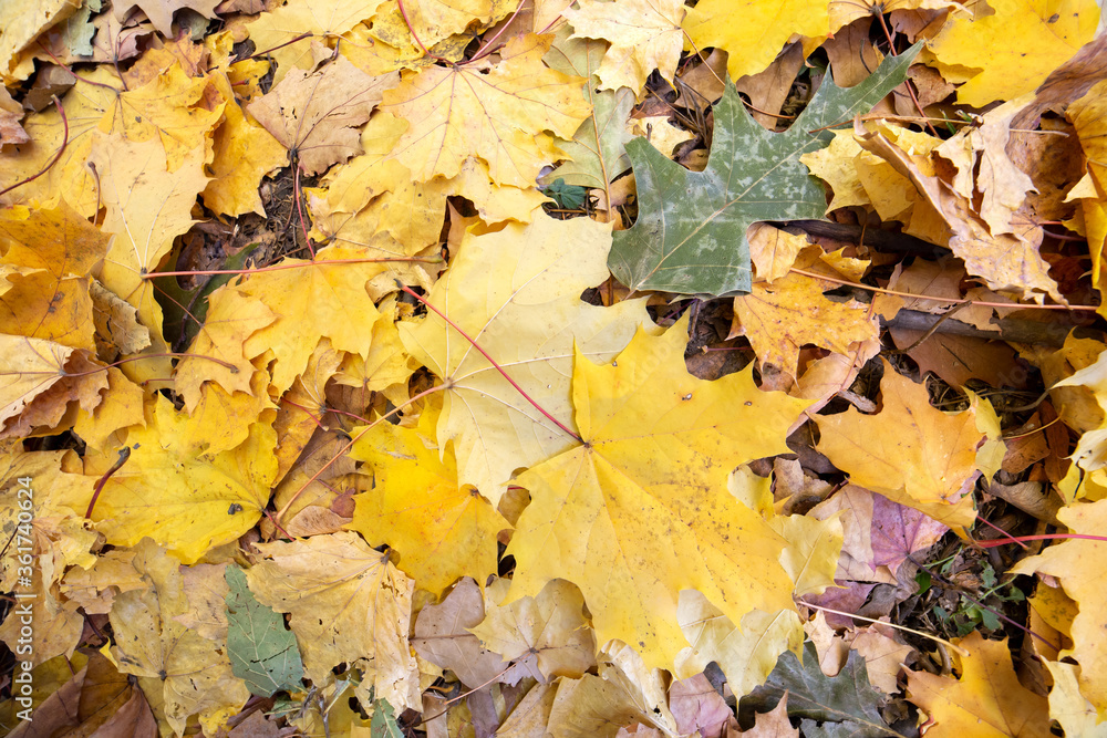 Close up of many fallen yellow leaves covering the ground in autumn park. Close up of many fallen yellow leaves covering the ground in autumn park.