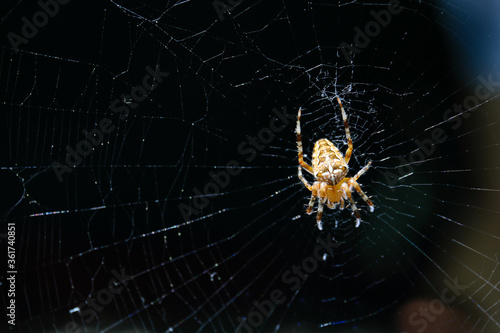 Yellow spider on web with black background 