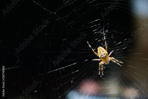 Yellow spider on web with black background  © Tudor
