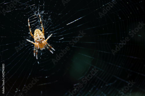 Yellow spider on web with black background 
