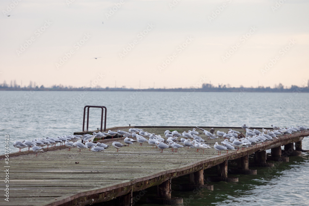 Black headed gulls on their winter plumage, also called chroicocephalus ridibundus resting on a pier in Palic Lake, a major natural landmark of Voivodina, Serbia, during a rainy autumn afternoon